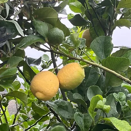 Villino Anna E Pippino * 卡拉塔菲米