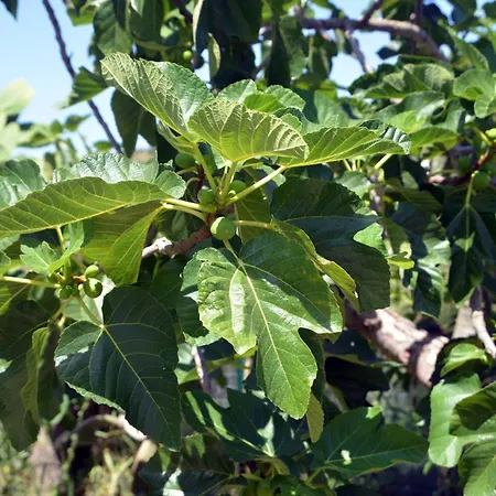 Villino Anna E Pippino 卡拉塔菲米