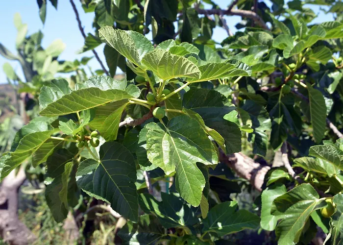 Villino Anna E Pippino 卡拉塔菲米